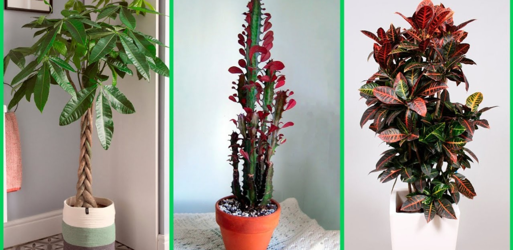 Top 10 Most Beautiful Indoor Plants